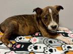 Halen American Pit Bull Terrier Puppy Male