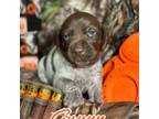 German Shorthaired Pointer Puppy for sale in Corpus Christi, TX, USA