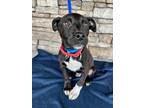 Xavier American Pit Bull Terrier Puppy Male