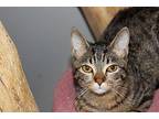 Ozzie (Bonded/SpecNeeds) Domestic Shorthair Young Male