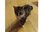 Bandit Domestic Shorthair Adult Female