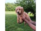 Golden Retriever Puppy for sale in Buffalo, MO, USA
