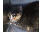 Claire Domestic Shorthair Adult Female