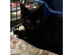 Harley Domestic Shorthair Young Male