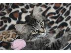 Tildy Domestic Longhair Kitten Female