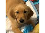 Golden Retriever Puppy for sale in Tobyhanna, PA, USA