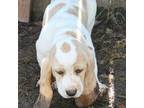 Basset Hound Puppy for sale in Turtle Lake, WI, USA