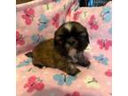 Shih Tzu Puppy for sale in Lagrange, GA, USA