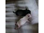 Schnauzer (Miniature) Puppy for sale in Townsend, TN, USA