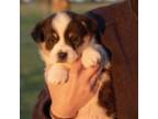 Pembroke Welsh Corgi Puppy for sale in Wheelock, TX, USA