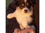 Pembroke Welsh Corgi Puppy for sale in Wheelock, TX, USA