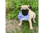 Pug Puppy for sale in Goodman, MO, USA