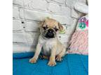 Pug Puppy for sale in Goodman, MO, USA
