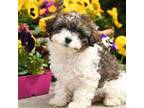 Cavapoo Puppy for sale in Gaithersburg, MD, USA