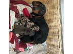 Miniature dachshund puppies