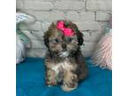 Shih-Poo Puppy for sale in Goodman, MO, USA