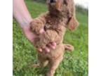 Goldendoodle Puppy for sale in Ethridge, TN, USA