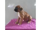 Boxer Puppy for sale in Thorp, WI, USA