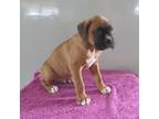 Boxer Puppy for sale in Thorp, WI, USA