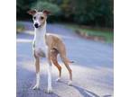 Italian Greyhound Puppy for sale in Marietta, GA, USA