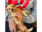 Chihuahua Puppy for sale in Mansfield, MA, USA
