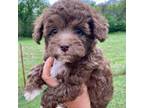 Mutt Puppy for sale in Caney, KS, USA