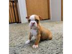 Boston Terrier Puppy for sale in Cave City, AR, USA