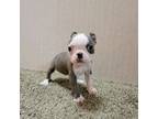 Boston Terrier Puppy for sale in Cave City, AR, USA