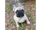 French Bulldog Puppy for sale in Orlando, FL, USA