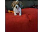Dachshund Puppy for sale in Marmaduke, AR, USA