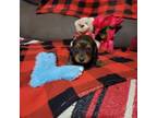 Dachshund Puppy for sale in Marmaduke, AR, USA