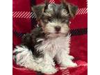 Yorkshire Terrier Puppy for sale in Peoria, AZ, USA