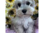 Schnauzer (Miniature) Puppy for sale in Hillsboro, TX, USA