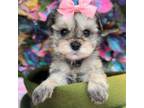 Schnauzer (Miniature) Puppy for sale in Hillsboro, TX, USA