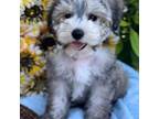 Schnauzer (Miniature) Puppy for sale in Hillsboro, TX, USA