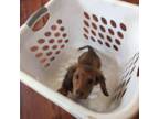 Dachshund Puppy for sale in Rogers, OH, USA