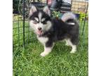 Mutt Puppy for sale in Saint Charles, IL, USA