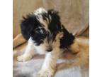 Schnauzer (Miniature) Puppy for sale in Sherwood, MI, USA