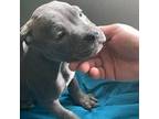 Staffordshire Bull Terrier Puppy for sale in Bossier City, LA, USA