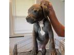 American Staffordshire Terrier Puppy for sale in Bossier City, LA, USA