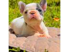 AKC Fem French bulldog