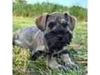 Schnauzer (Miniature) Puppy for sale in Boaz, AL, USA