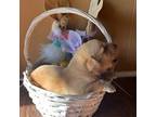 Labrador Retriever Puppy for sale in Adairsville, GA, USA