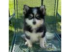 Mutt Puppy for sale in Saint Charles, IL, USA