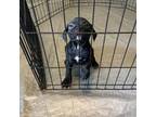 American Staffordshire Terrier Puppy for sale in Bossier City, LA, USA