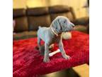 Weimaraner Puppy for sale in Tolleson, AZ, USA