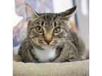 Adopt Amy a Domestic Short Hair