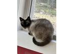 Adopt Sasha a Siamese, Domestic Short Hair