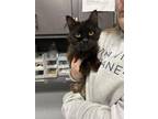 Adopt KeeKee a Domestic Medium Hair, Domestic Short Hair