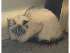 Adopt Luta a Domestic Long Hair